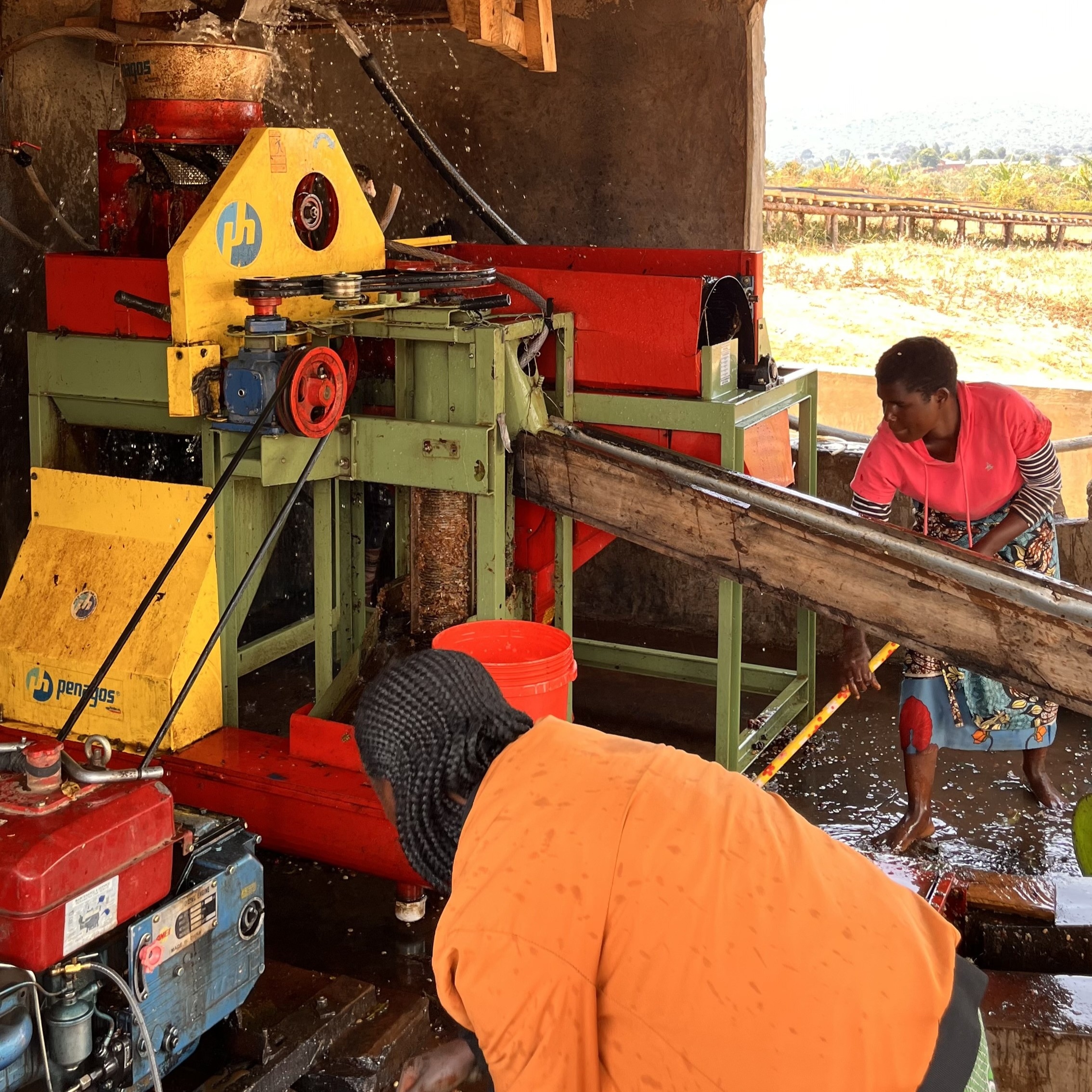 Tanzania Nsoga Washed(25/26年クロップ) | ORIGIN COUNTRIES for